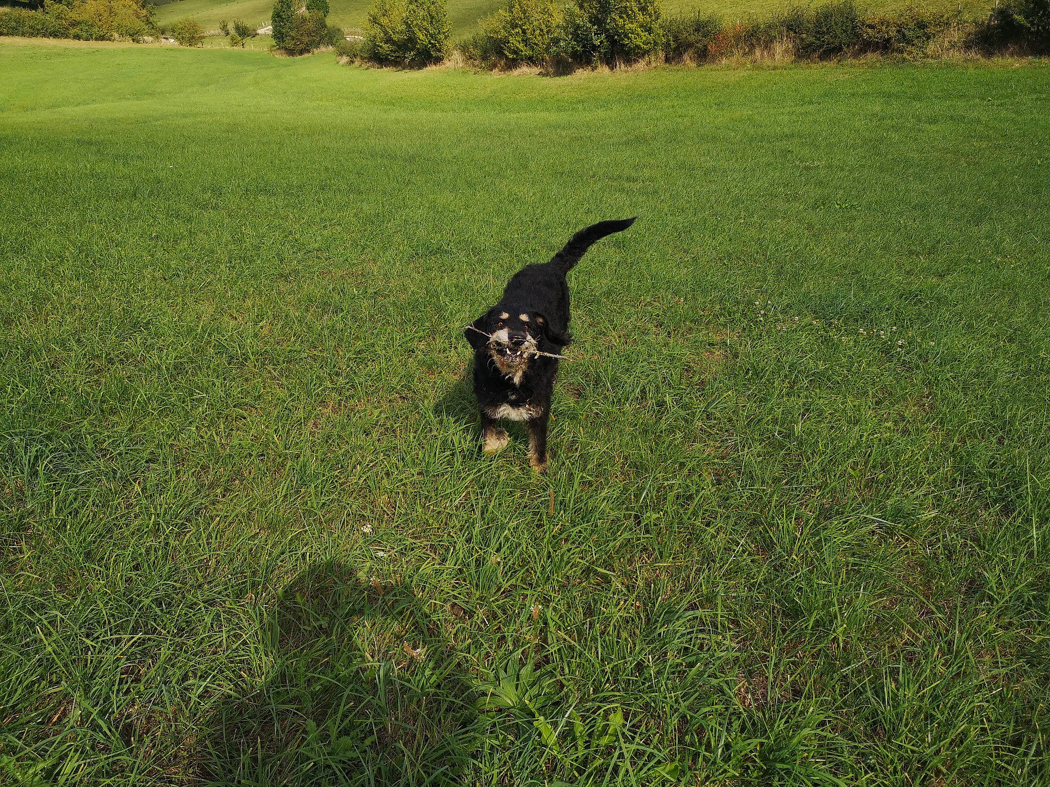 Mango participe au concours pour gagner de l'argent avec cette photo : canidae, carnivore, companion_dog, dog, dog_breed, field, grass, grassland, groundcover, pasture, people_in_nature, plant, shadow, shrub, soil, sporting_group, tail, toy_dog, tree, working_animal
