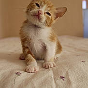 Astrid joined the competition — help win amazing prizes! kitten, cat, orange, white, fur, pet, cute, animal, bed, blanket, indoor, young, small, whiskers, paws, sitting, head_tilt, curious, soft, cozy
