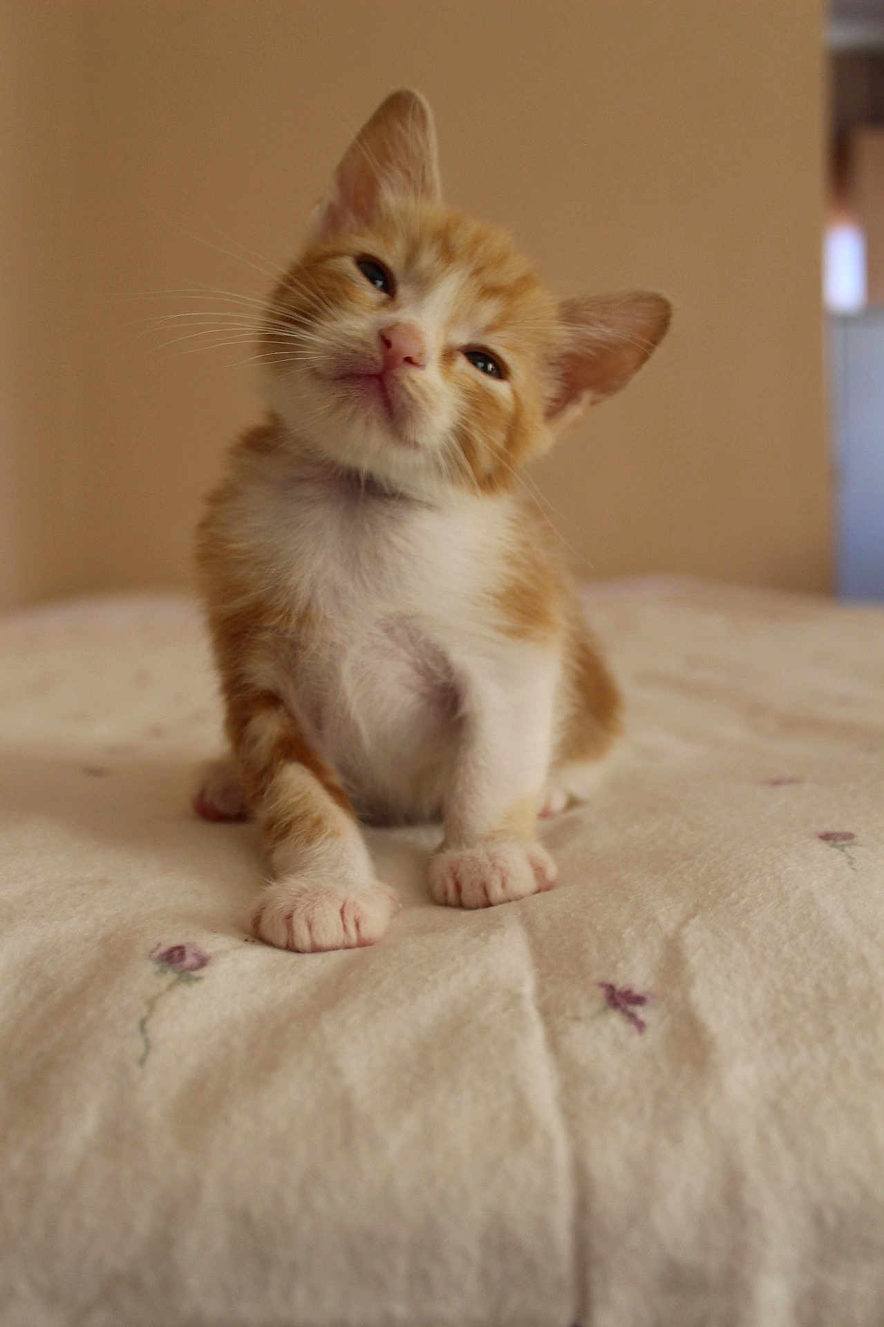 Astrid joined the competition — help win amazing prizes! kitten, cat, orange, white, fur, pet, cute, animal, bed, blanket, indoor, young, small, whiskers, paws, sitting, head_tilt, curious, soft, cozy