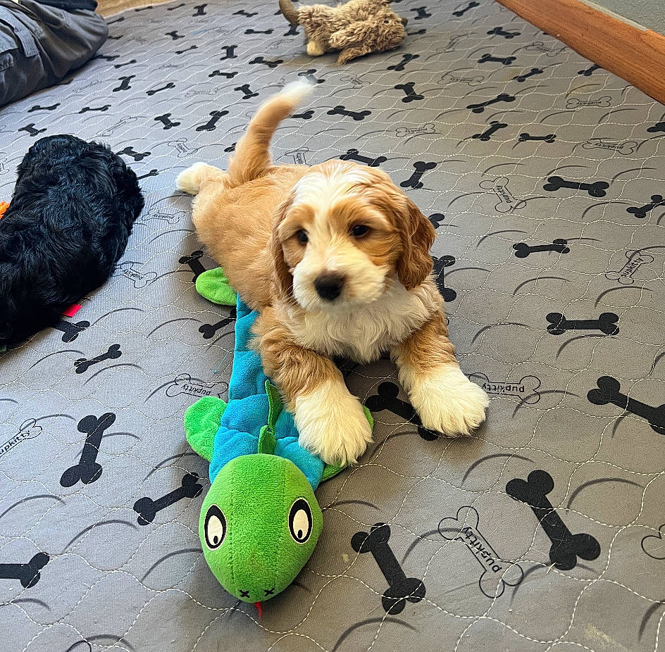 Finn joined the competition — help win amazing prizes! ball, canidae, carnivore, companion_dog, dog, dog_breed, dog_clothes, dog_supply, dog_toy, flooring, mammal, paw, pet_supply, plush, stuffed_toy, tennis_ball, toy, toy_dog, vertebrate, working_animal