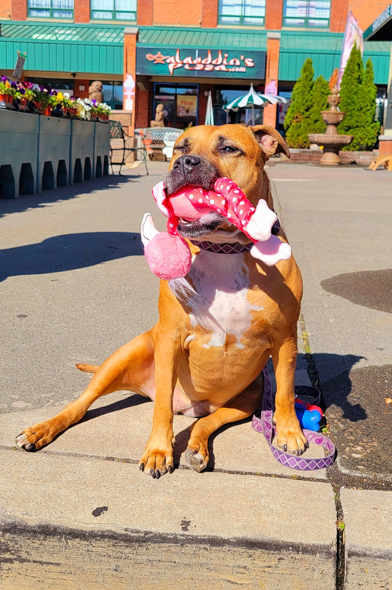 Goldie joined the competition — help win amazing prizes! canidae, carnivore, companion_dog, dog, dog_breed, eyewear, fawn, foot, fun, human_leg, leisure, plant, snout, sporting_group, street, sunglasses, thigh, tree, window, working_animal