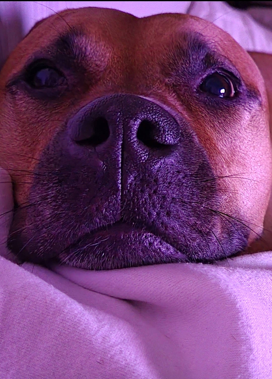 Goldie joined the competition — help win amazing prizes! canidae, carnivore, close_up, companion_dog, dog, dog_breed, ear, electric_blue, fawn, human_body, jaw, liver, magenta, nose, snout, sporting_group, toy_dog, whiskers, working_animal, wrinkle