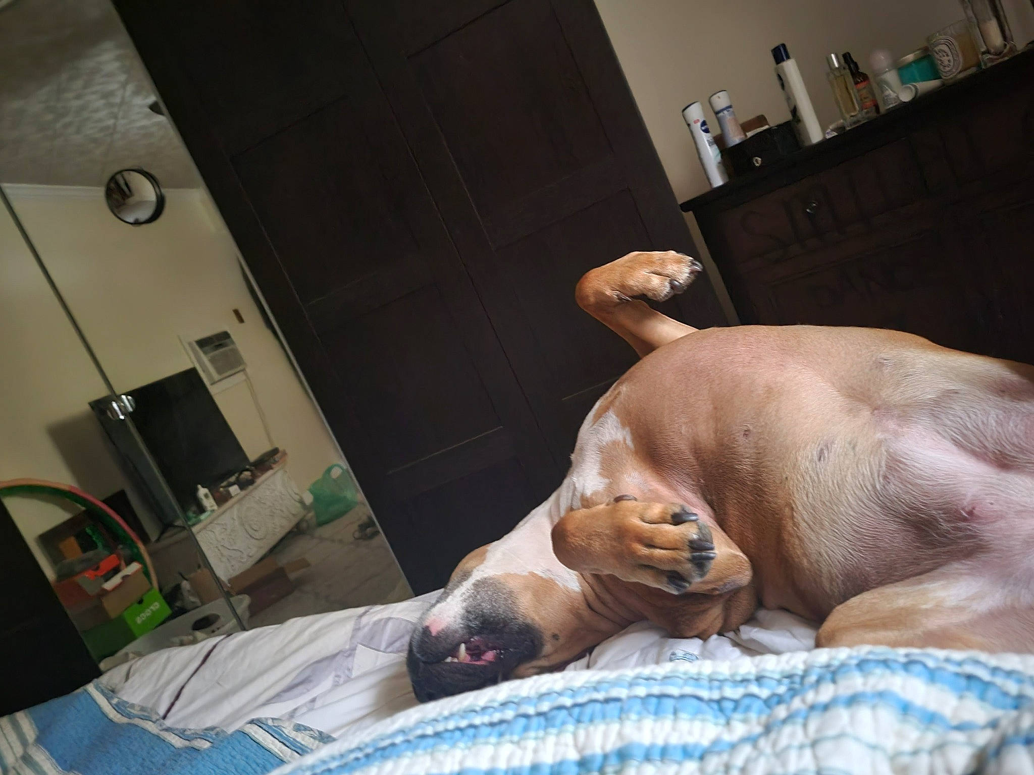 Goldie is registered to the contest to win money with this photo: art, bed_sheet, bedding, canidae, carnivore, comfort, companion_dog, dog, dog_breed, fawn, flesh, fur, linens, nap, room, snout, sporting_group, terrestrial_animal, whiskers, wrinkle