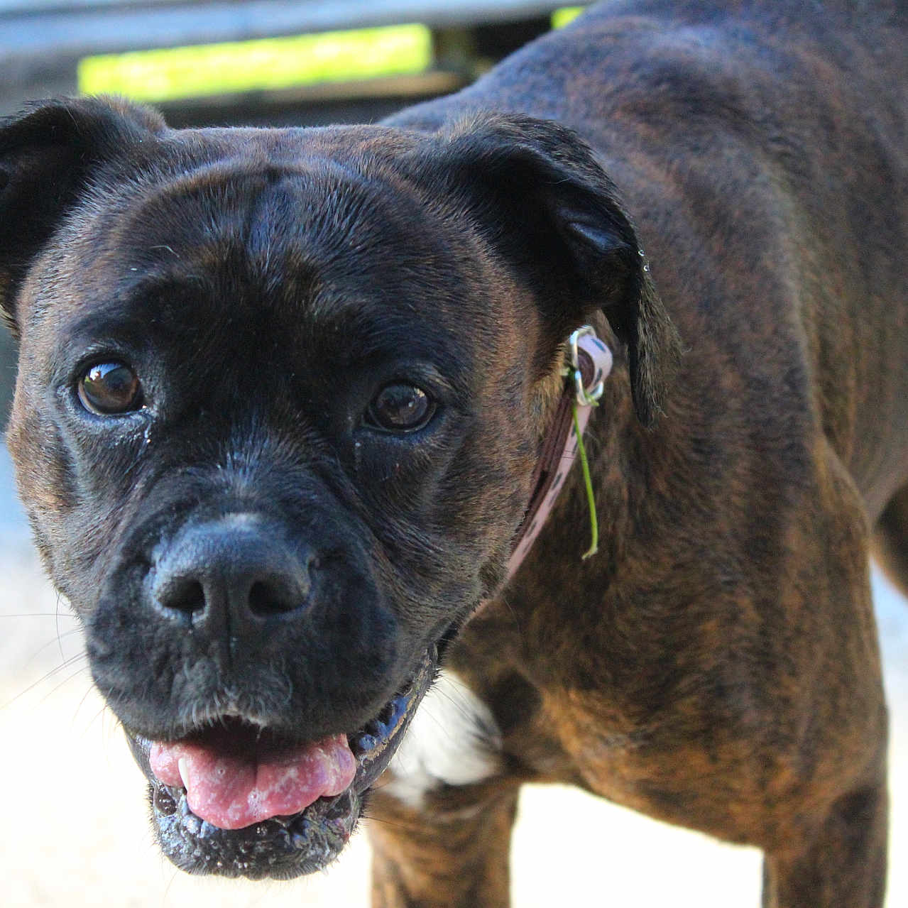 Olympe participe au concours pour gagner de l'argent avec cette photo : animal, boxer, bulldog, canine, dog, frenchbulldog, pet, pitbull, pug, puppy, snout