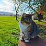 Pachat a rejoint le concours — aidez-le/la à gagner de superbes lots ! animal, backyard, cat, field, flower, grass, grassland, kitten, land, lawn, manx, nature, outdoors, park, pet, plant, summer, tree, vegetation, yard