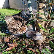 Pachat a rejoint le concours — aidez-le/la à gagner de superbes lots ! cat, tabby_cat, paw, tree, grass, leaves, outdoor, sunlight, nature, plant, greenery, animal, pet, playful, close_up, curious, feline, daylight, garden, shadows