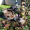 cat, tabby_cat, paw, tree, grass, leaves, outdoor, sunlight, nature, plant, greenery, animal, pet, playful, close_up, curious, feline, daylight, garden, shadows