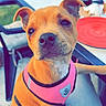animal, bicycle, brown_dog, casual, cute, daylight, dog, domestic_animal, drink, food, glass, lap, outdoor, person, pet, pink_harness, plate, puppy, summer, table