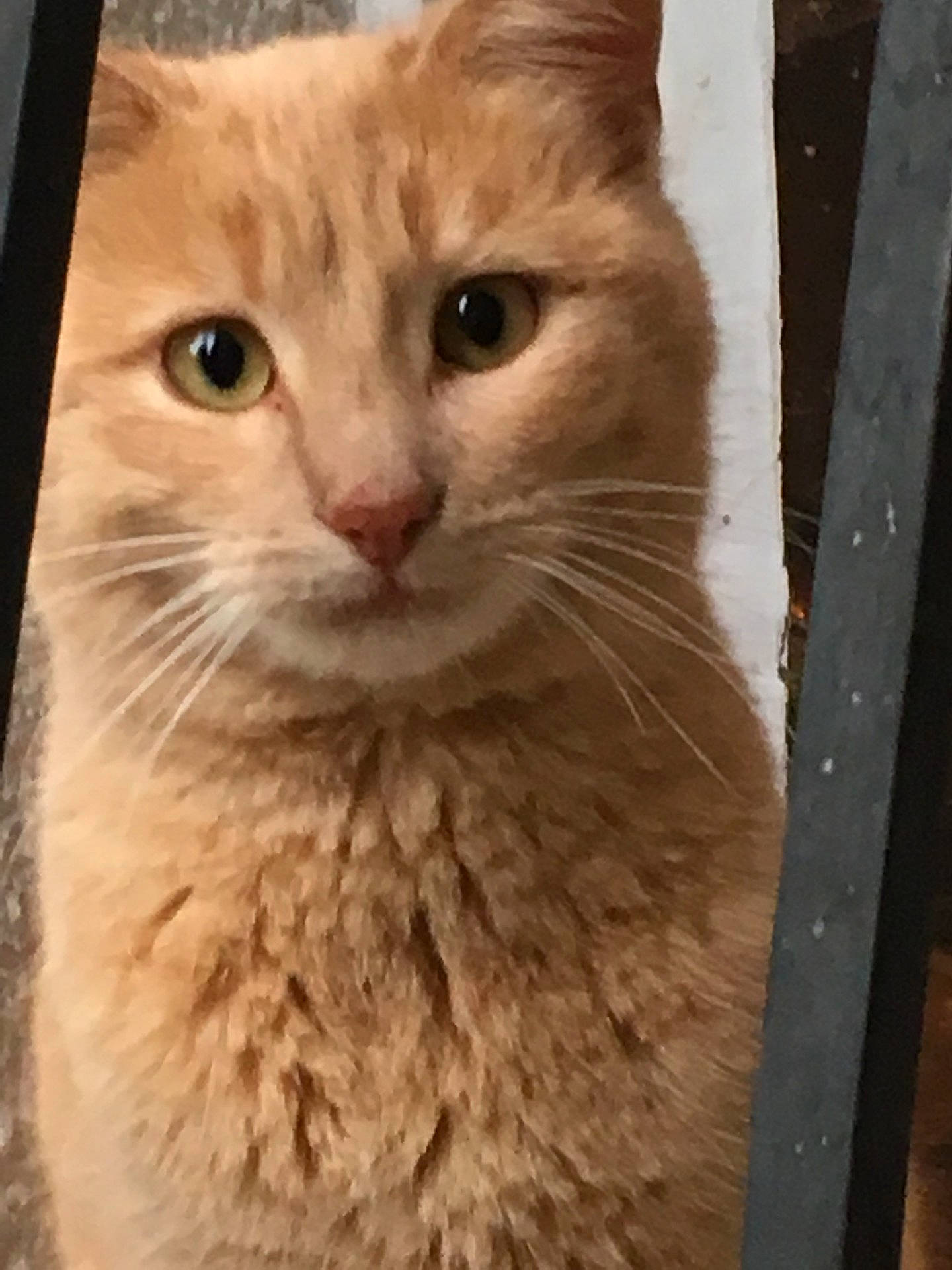 Filou a rejoint le concours — aidez-le/la à gagner de superbes lots ! animal, cat, close_up, closeup, curious, cute, domestic_cat, eyes, face, feline, fur, indoor, looking, mammal, orange_cat, pet, portrait, soft_fur, vertical_bars, whiskers
