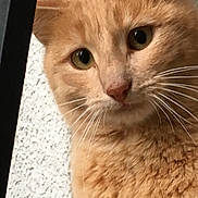 Filou participe au concours pour gagner de l'argent avec cette photo : cat, orange_tabby, close_up, whiskers, green_eyes, curious, pet, feline, animal, portrait, fur, indoor, texture, face, mammal, domestic, looking, cute, close, head