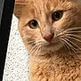 cat, orange_tabby, close_up, whiskers, green_eyes, curious, pet, feline, animal, portrait, fur, indoor, texture, face, mammal, domestic, looking, cute, close, head
