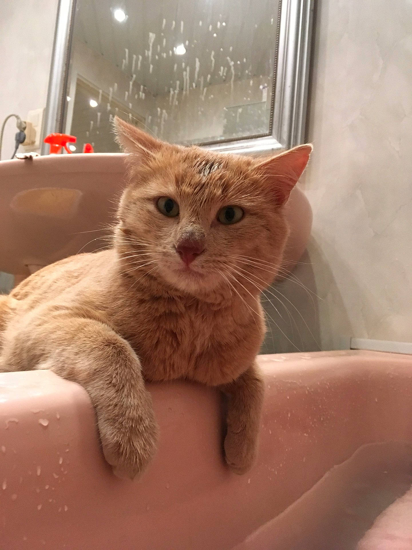 Filou participe au concours pour gagner de l'argent avec cette photo : animal, bathroom, bathtub, cat, close_up, cute, domestic, feline, fur, household, indoor, mirror, orange_tabby, pet, pink, reflection, relaxed, sink, water_droplets, whiskers