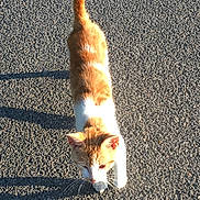 Filou a rejoint le concours — aidez-le/la à gagner de superbes lots ! animal, asphalt, cat, closeup, curious, daylight, ears, feline, mammal, orange_cat, outdoor, pet, shadow, street, sunlight, tail, texture, walking, whiskers, white_cat