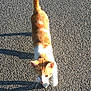 Filou a rejoint le concours — aidez-le/la à gagner de superbes lots ! animal, asphalt, cat, closeup, curious, daylight, ears, feline, mammal, orange_cat, outdoor, pet, shadow, street, sunlight, tail, texture, walking, whiskers, white_cat