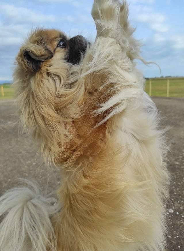 Gompa participe au concours pour gagner de l'argent avec cette photo : alpaca, camelid, canidae, carnivore, cloud, companion_dog, dog, dog_breed, fawn, fur, landscape, liver, pet_supply, sky, snout, sporting_group, terrestrial_animal, working_animal
