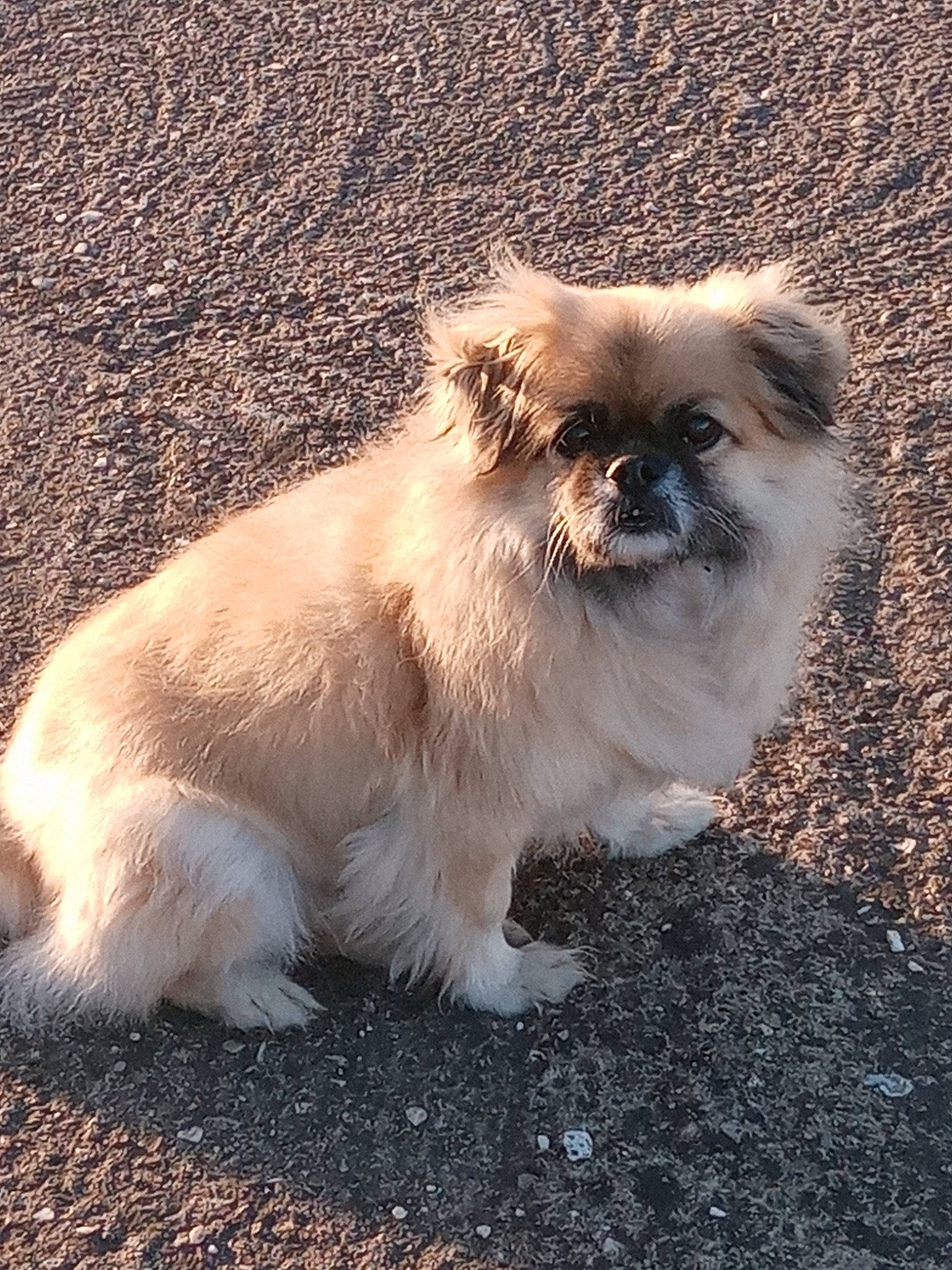 Gompa a rejoint le concours — aidez-le/la à gagner de superbes lots ! ancient_dog_breeds, canidae, carnivore, companion_dog, dog, dog_breed, fawn, fur, liver, non_sporting_group, snout, sporting_group, tail, terrestrial_animal, toy_dog, whiskers, wildlife, working_animal