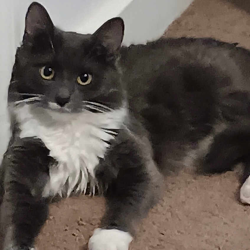 Princess joined the competition — help win amazing prizes! animal, carpet, cat, curious, domestic_animal, ears, eyes, feline, fur, home, indoor, laying_down, mammal, pet, quiet, resting, tuxedo_cat, whiskers, white_chest, white_paws