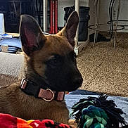 Cessa is registered to the contest to win money with this photo: animal, blanket, brown_dog, canine, carpet, closeup, collar, companion, cozy, dog, domestic, ears, furniture, house, indoor, living_room, pet, pet_toy, resting, toy