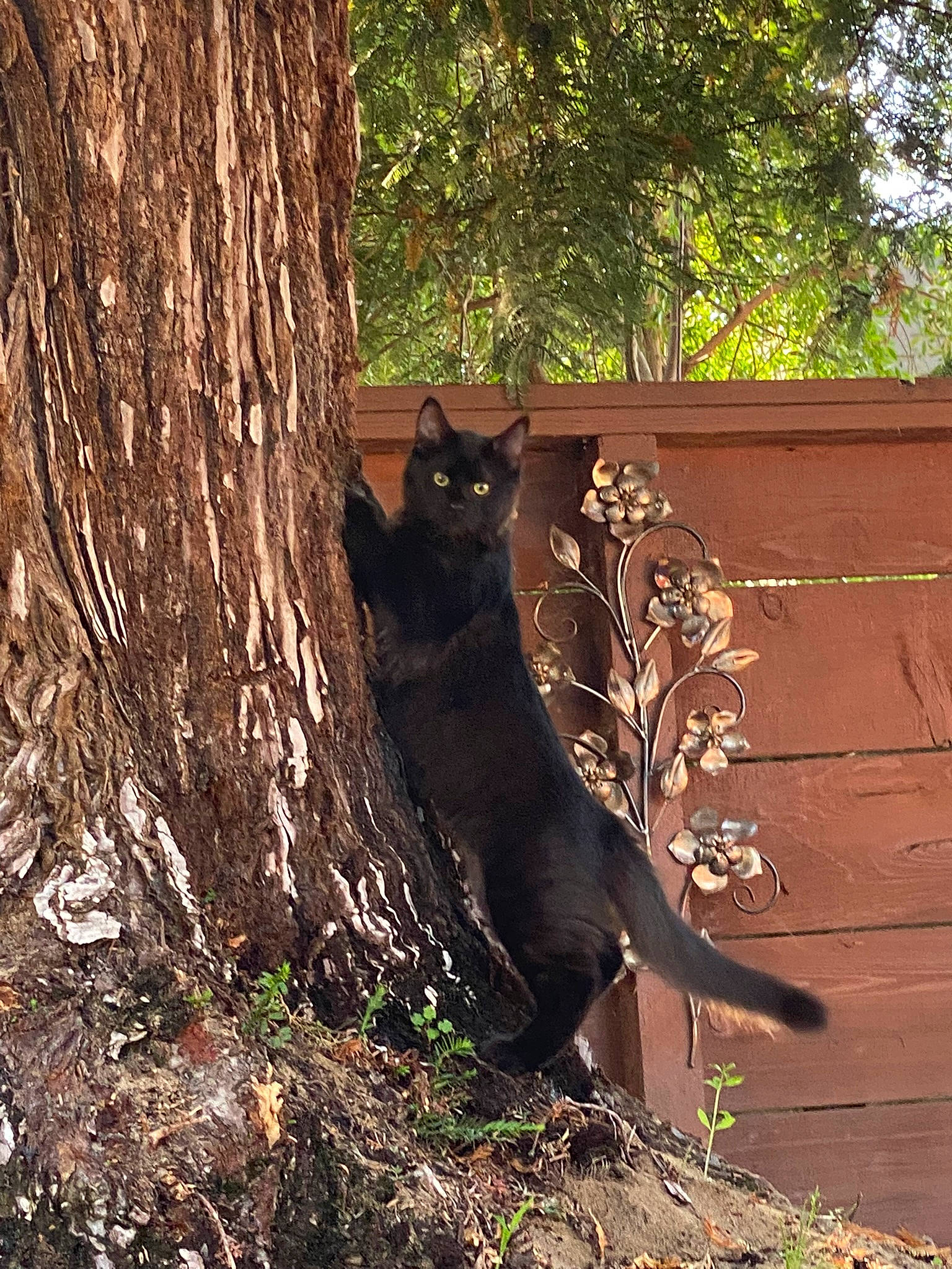 Wyatt James joined the competition — help win amazing prizes! black_cat, brown, carnivore, cat, domestic_short_haired_cat, felidae, fur, grass, plant, small_to_medium_sized_cats, sunlight, tail, terrestrial_animal, tints_and_shades, tree, trunk, twig, whiskers, wood, woodland