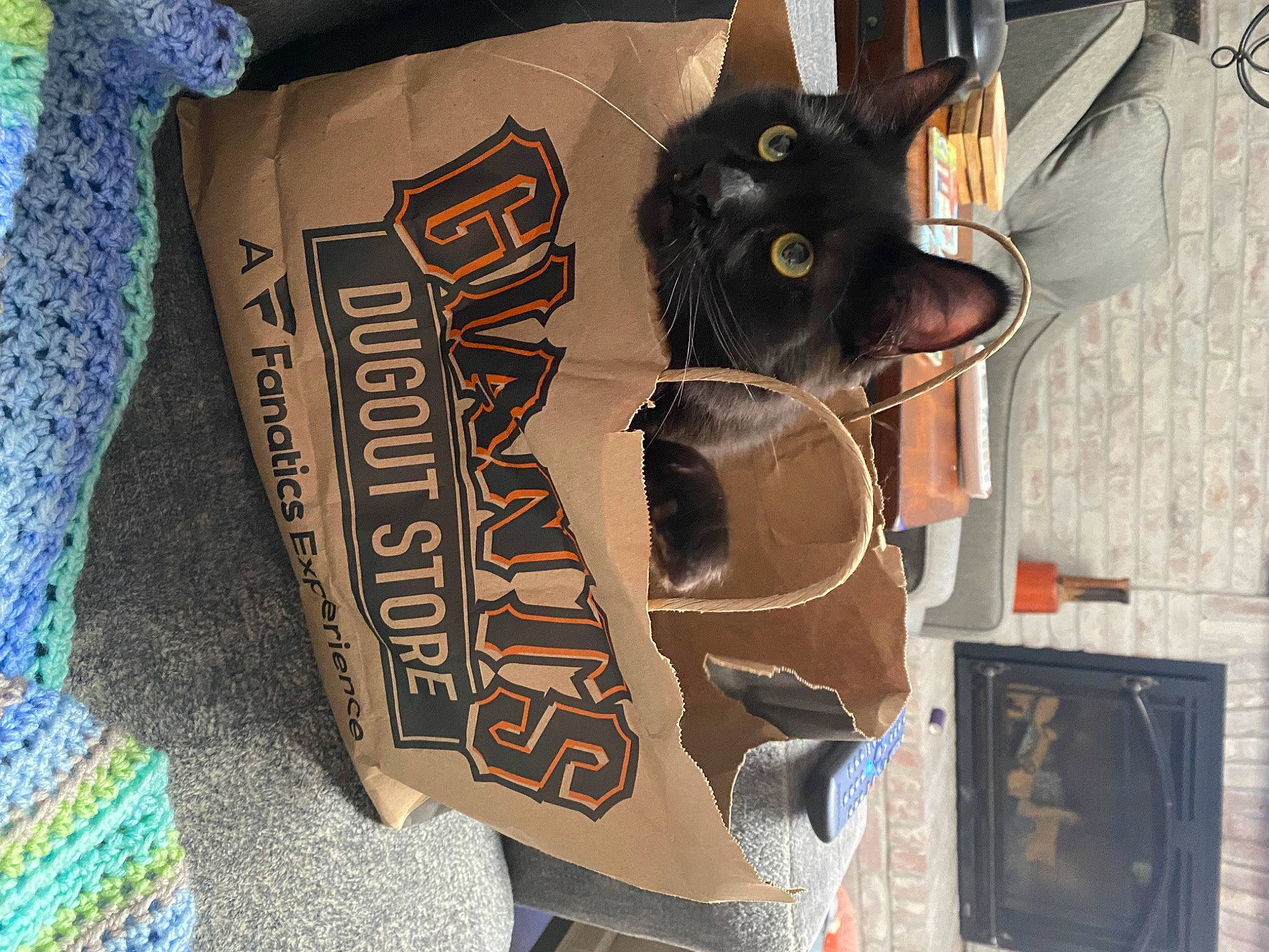Wyatt James joined the competition — help win amazing prizes! bag, bombay, carmine, cat, eyewear, fashion_accessory, felidae, font, fur, hat, helmet, linens, pattern, personal_protective_equipment, room, sleeve, small_to_medium_sized_cats, visual_arts, whiskers, wood