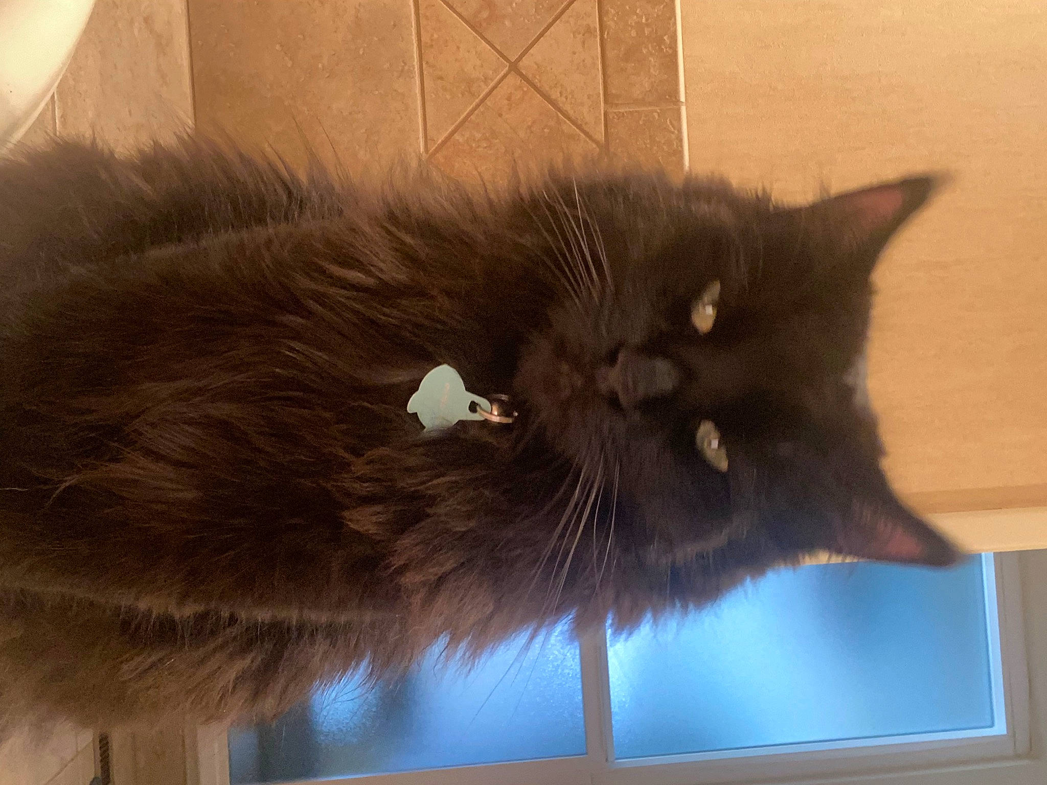 Wyatt James joined the competition — help win amazing prizes! black_cat, bombay, brown, carnivore, cat, claw, domestic_short_haired_cat, fawn, felidae, fur, grey, liver, small_to_medium_sized_cats, snout, tail, whiskers