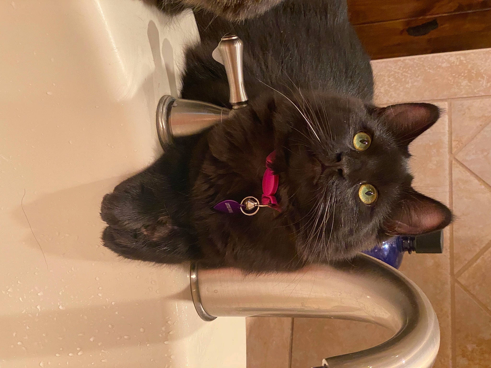 Wyatt James is registered to the contest to win money with this photo: bathroom, bathtub, black_cat, bombay, carnivore, cat, collar, domestic_short_haired_cat, ear, felidae, flooring, fluid, fur, plumbing, plumbing_fixture, sink, small_to_medium_sized_cats, snout, tail, whiskers