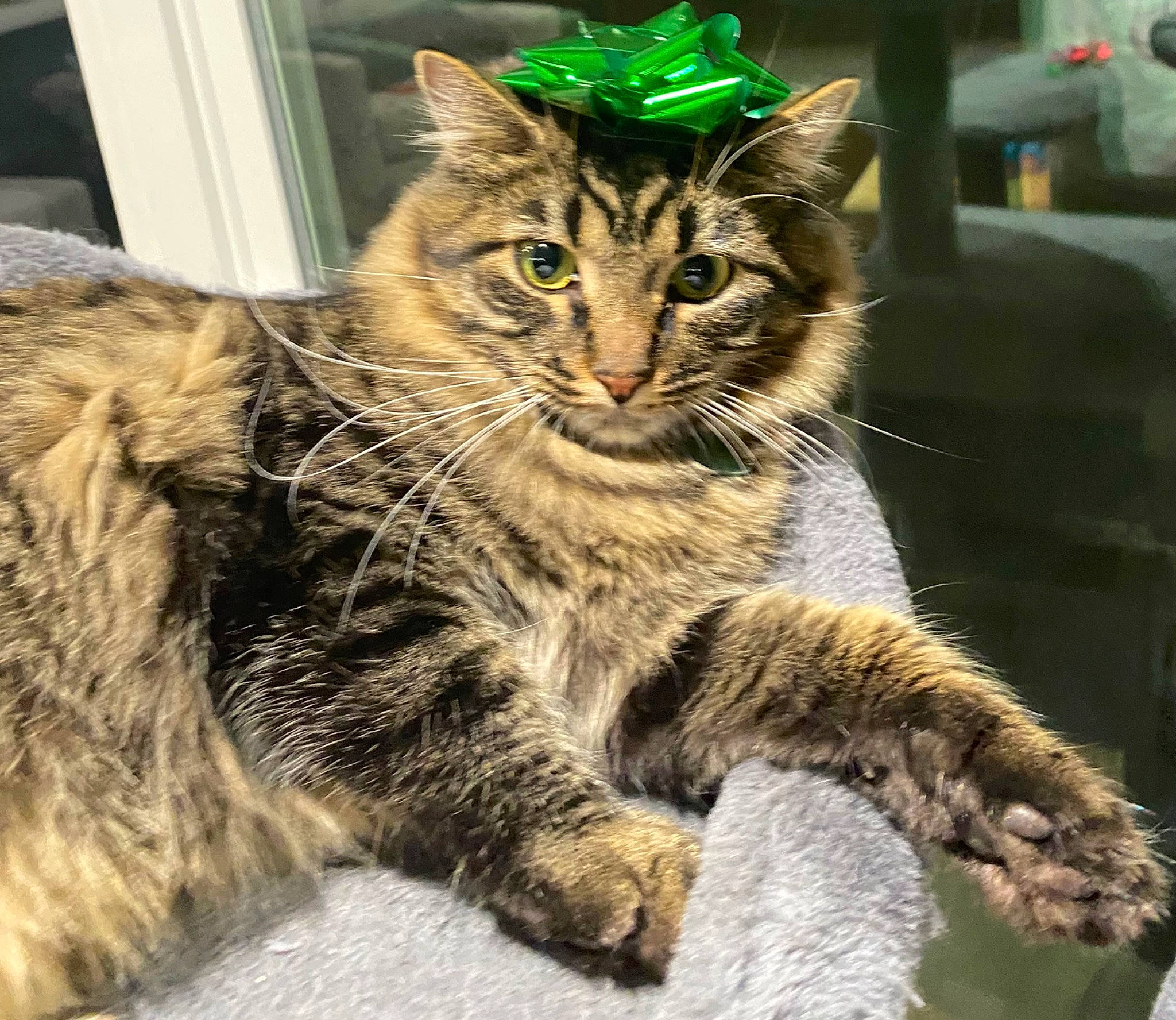 Doc joined the competition — help win amazing prizes! carnivore, cat, claw, domestic_short_haired_cat, eye, felidae, fur, paw, small_to_medium_sized_cats, snout, tail, terrestrial_animal, tree, whiskers, wildlife, window