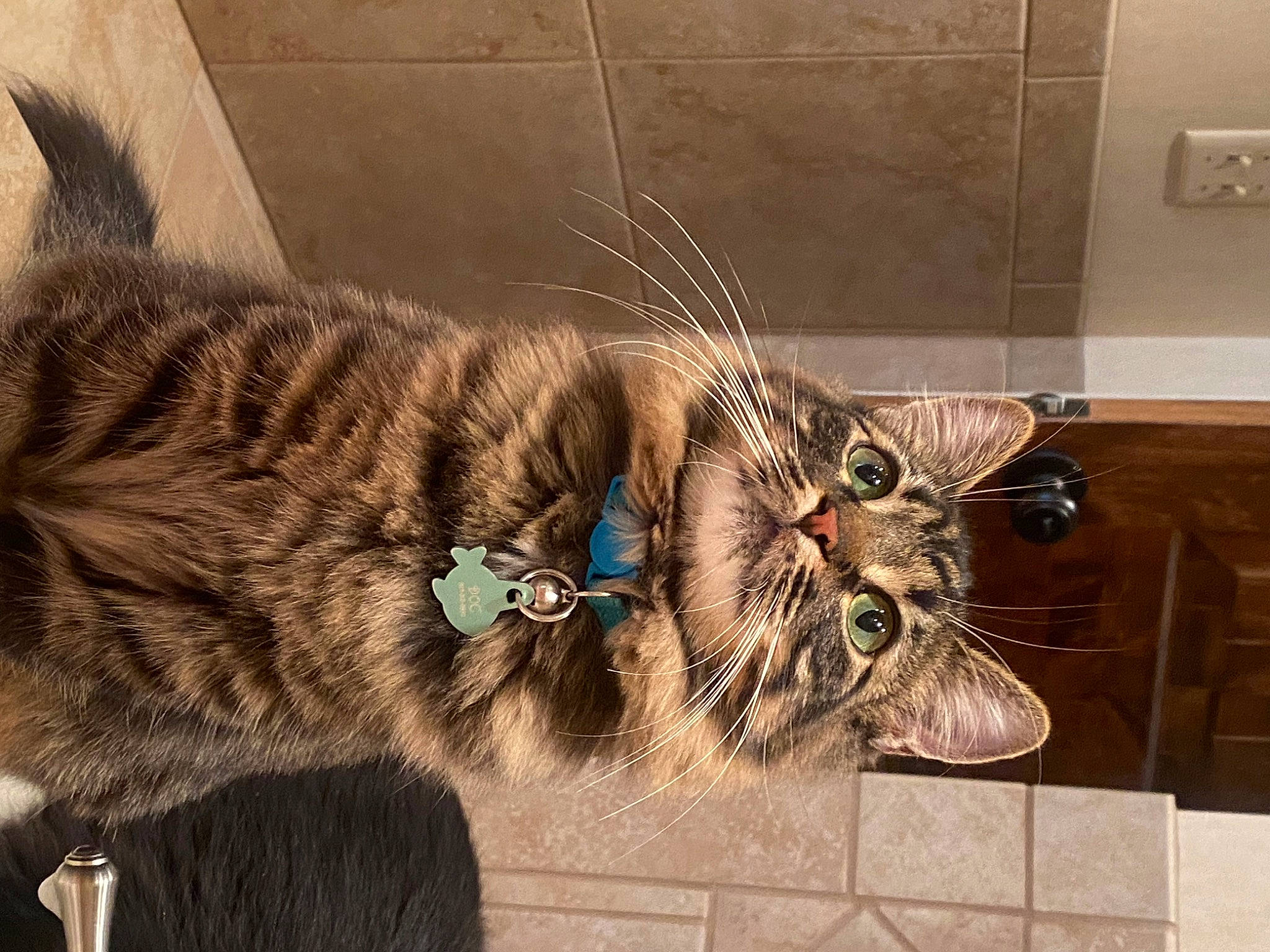 Doc is registered to the contest to win money with this photo: art, carnivore, cat, claw, domestic_short_haired_cat, fashion_accessory, fawn, felidae, flooring, fur, leash, metal, paw, sculpture, small_to_medium_sized_cats, snout, tail, terrestrial_animal, visual_arts, whiskers