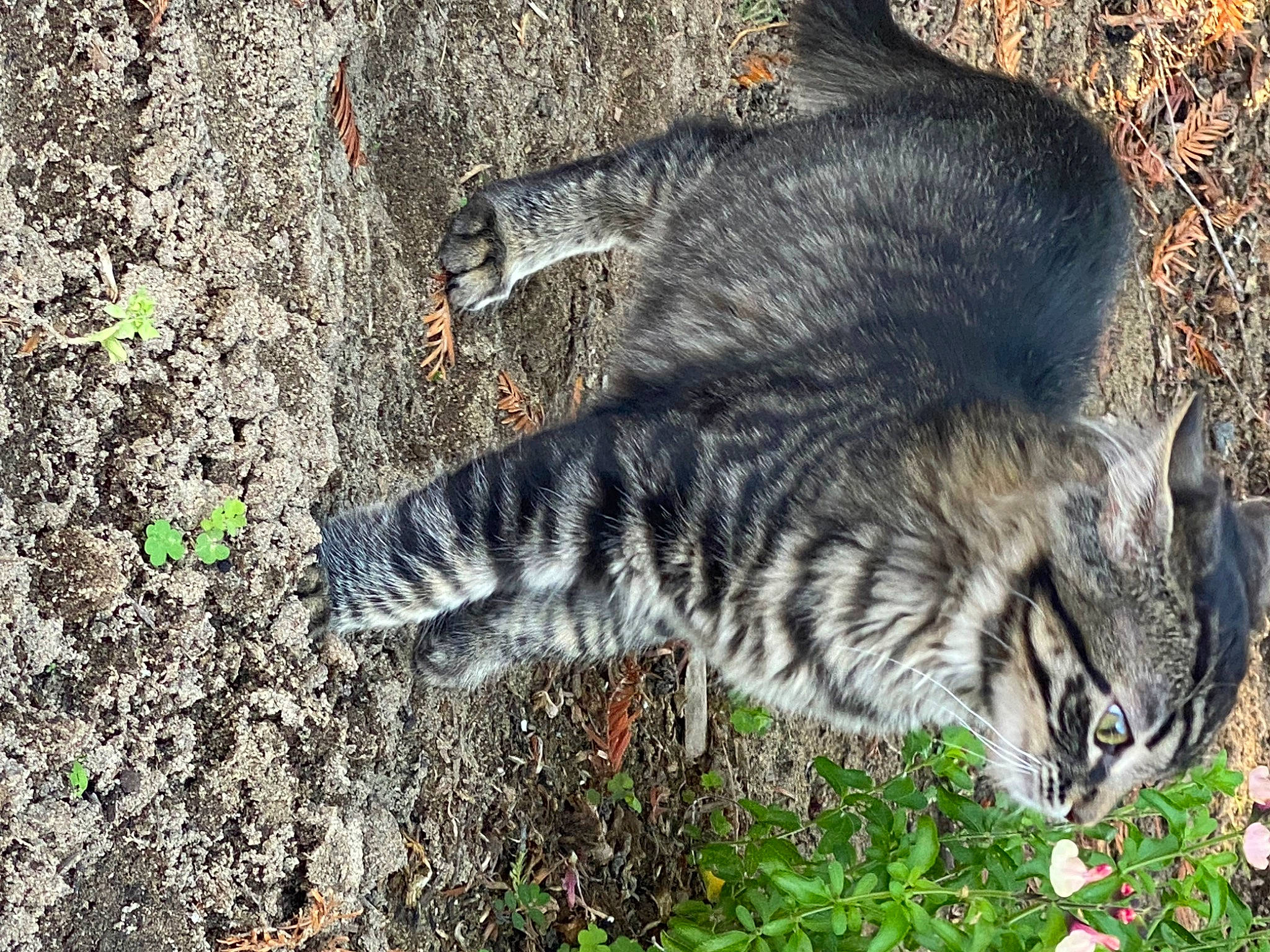 Doc joined the competition — help win amazing prizes! asphalt, carnivore, cat, domestic_short_haired_cat, felidae, fur, grass, groundcover, organism, plant, road_surface, shadow, small_to_medium_sized_cats, snout, soil, tail, terrestrial_animal, tree, whiskers, wildlife