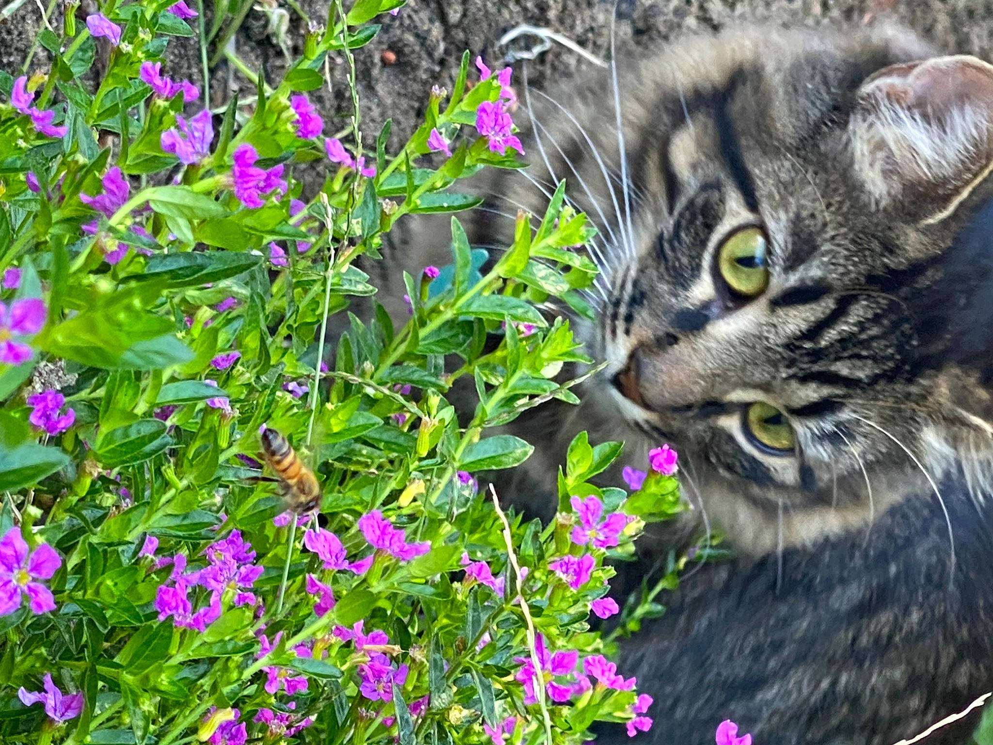 Doc joined the competition — help win amazing prizes! annual_plant, botany, carnivore, cat, domestic_short_haired_cat, felidae, flower, flowering_plant, grass, green, groundcover, herbaceous_plant, leaf, petal, plant, shrub, small_to_medium_sized_cats, snout, terrestrial_animal, whiskers