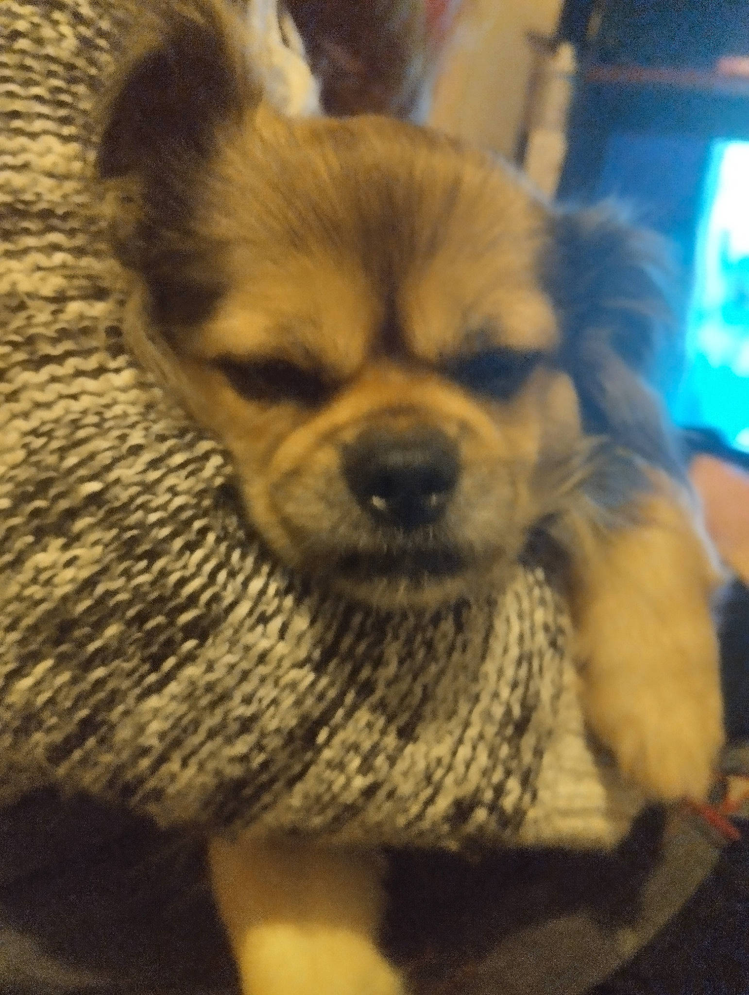 Baïkal a rejoint le concours — aidez-le/la à gagner de superbes lots ! ancient_dog_breeds, canidae, carnivore, companion_dog, corgi_chihuahua, dog, dog_breed, ear, eye, fawn, fur, non_sporting_group, snout, spitz, sporting_group, terrestrial_animal, toy_dog, whiskers, wood, working_animal