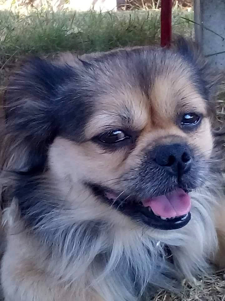 Baïkal participe au concours pour gagner de l'argent avec cette photo : ancient_dog_breeds, canidae, carnivore, companion_dog, dog, dog_breed, eye, fawn, fur, german_spitz_klein, german_spitz_mittel, grass, non_sporting_group, snout, sporting_group, terrestrial_animal, toy_dog, whiskers, working_animal, working_dog