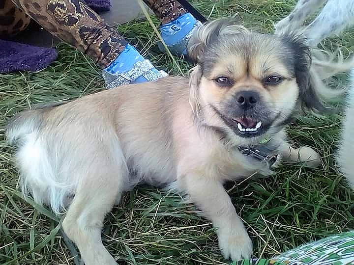 Baïkal participe au concours pour gagner de l'argent avec cette photo : ancient_dog_breeds, canidae, carnivore, companion_dog, dog, dog_breed, event, fawn, fur, grass, plant, puppy, snout, sporting_group, tail, terrestrial_animal, whiskers, working_dog