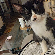 Agatha participe au concours pour gagner de l'argent avec cette photo : appliances, black_and_white, cat, cat_tree, close_up, cozy, ears, floor, furniture, glass_table, home, indoor, kitchen, kitten, lap, living_room, person, pet, sleepy, whiskers