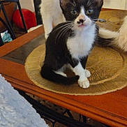 Agatha a rejoint le concours — aidez-le/la à gagner de superbes lots ! kitten, cat, black_and_white, white_cat, table, placemat, furniture, indoor, domestic, curious, pet, animal, cozy, wooden_table, household, sitting, feline, whiskers, ears, floor