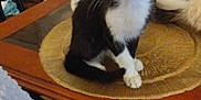 Agatha a rejoint le concours — aidez-le/la à gagner de superbes lots ! animal, black_and_white, cat, cozy, curious, domestic, ears, feline, floor, furniture, household, indoor, kitten, pet, placemat, sitting, table, whiskers, white_cat, wooden_table