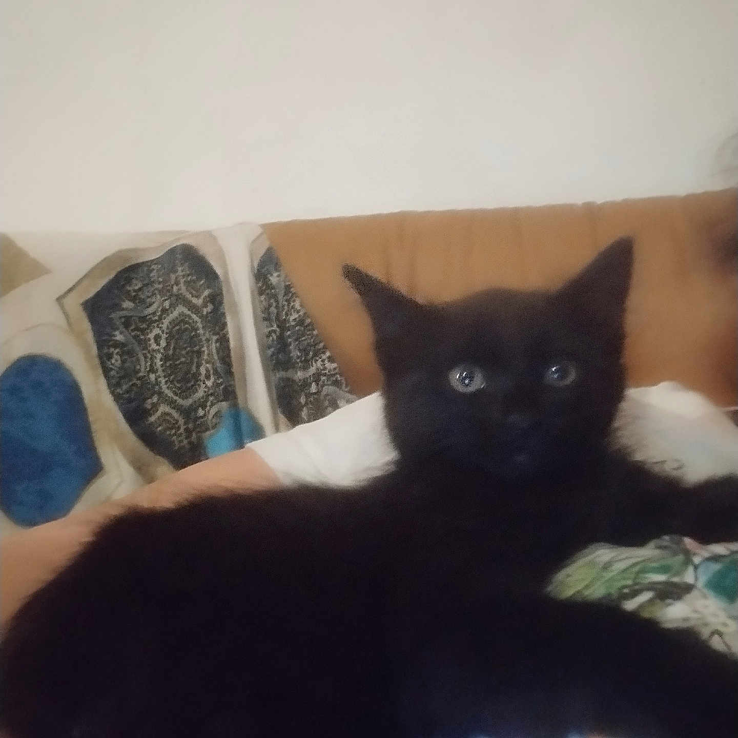 Minouchka