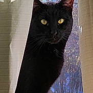 Vader is registered to the contest to win money with this photo: cat, black_cat, yellow_eyes, curtains, window_screen, indoor, pet, animal, feline, whiskers, ears, looking, shadow, closeup, portrait, domestic_cat, curious, soft_light, texture, background