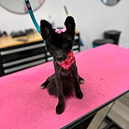 Oreo is registered to the contest to win money with this photo: dog, black_dog, pet, small_dog, bandana, pink, bow, grooming_table, indoor, animal, cute, fur, ears, collar, looking_up, domestic_animal, floor, furniture, leash, table