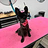 dog, black_dog, pet, small_dog, bandana, pink, bow, grooming_table, indoor, animal, cute, fur, ears, collar, looking_up, domestic_animal, floor, furniture, leash, table
