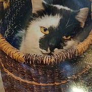 Franky a rejoint le concours — aidez-le/la à gagner de superbes lots ! cat, black_and_white_cat, pet, feline, animal, yellow_eyes, close_up, portrait, sitting, basket, woven_basket, cozy, indoor, home, fur, whiskers, ears, relaxed, warm_lighting, photograph