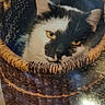 cat, black_and_white_cat, pet, feline, animal, yellow_eyes, close_up, portrait, sitting, basket, woven_basket, cozy, indoor, home, fur, whiskers, ears, relaxed, warm_lighting, photograph