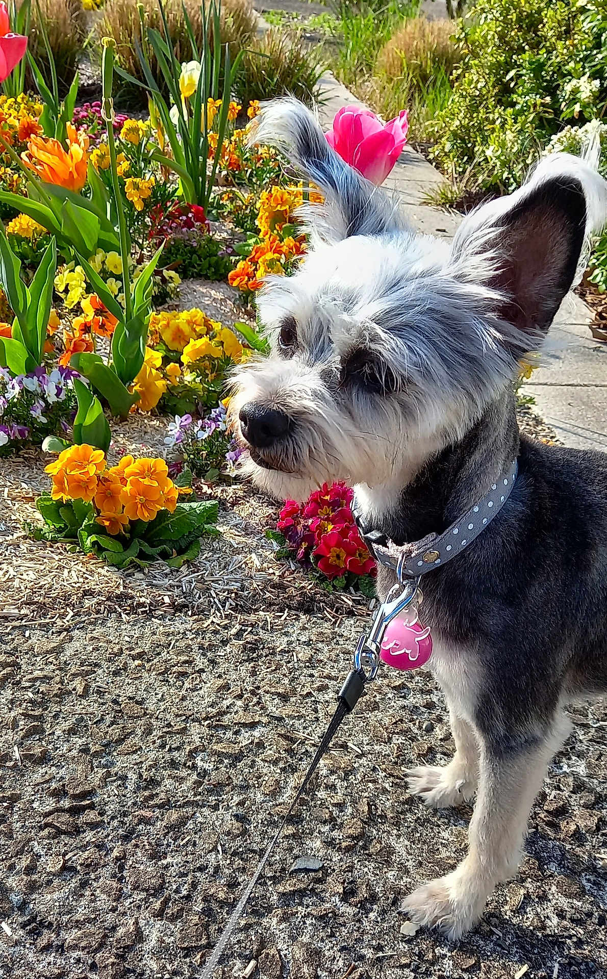 Lily
