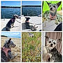 Lily a rejoint le concours — aidez-le/la à gagner de superbes lots ! animal, beach, boat, canine, collage, curious, dog, flower_field, fur, grass, harness, indoor, leash, nature, outdoor, pet, portrait, relaxed, sand, water