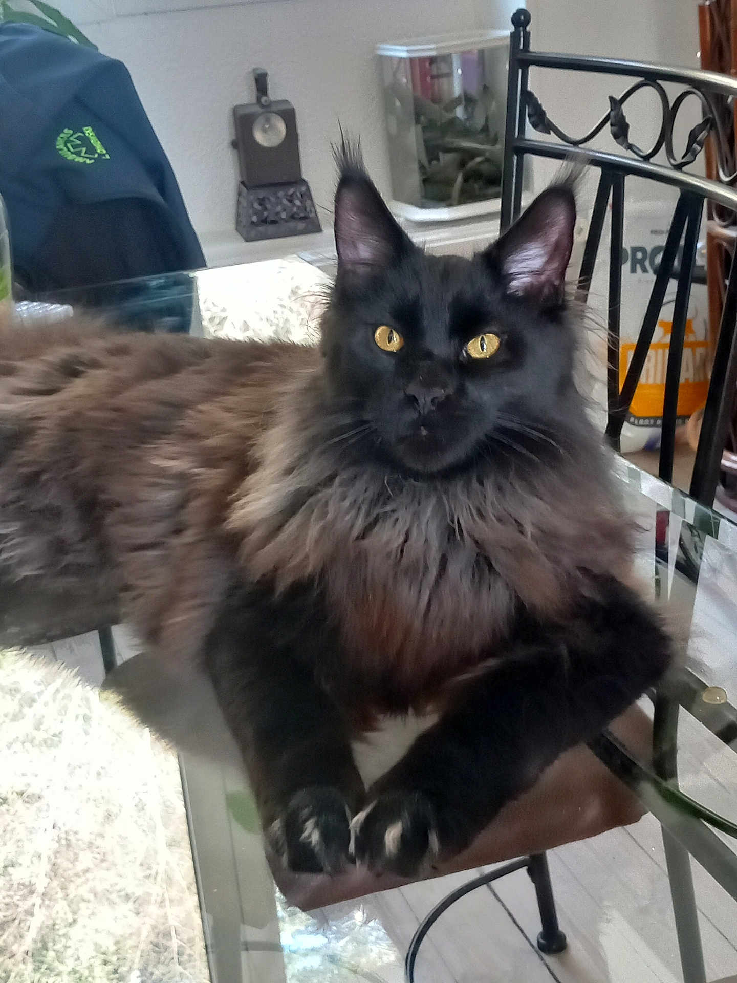 Aïko a rejoint le concours — aidez-le/la à gagner de superbes lots ! cat, fluffy, black_cat, golden_eyes, glass_table, indoor, chair, pet, animal, feline, relaxed, looking_at_camera, domestic_cat, long_hair, whiskers, paws, home, table, curious, seated