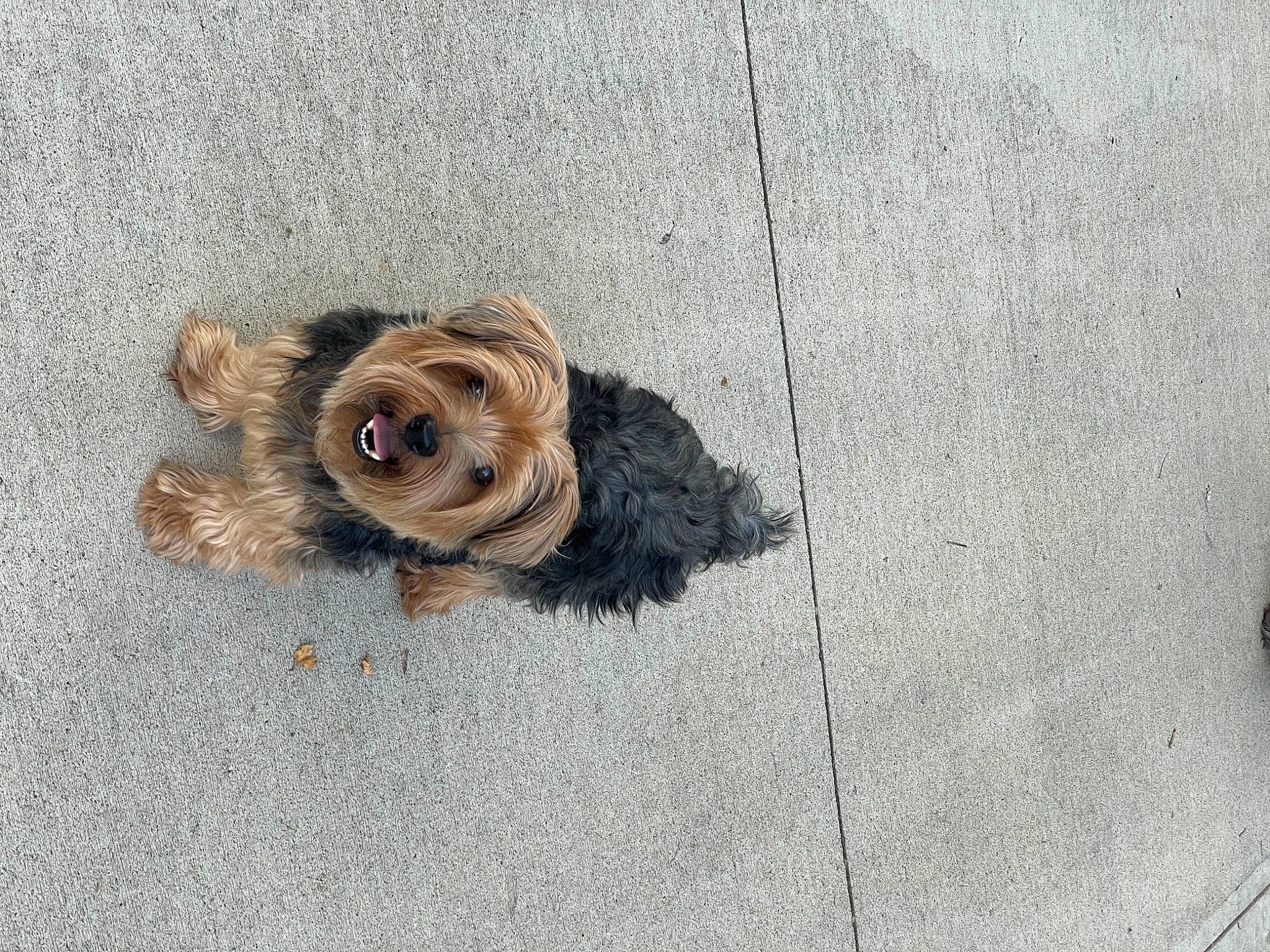 Linkavich is registered to the contest to win money with this photo: art, asphalt, canidae, carnivore, companion_dog, concrete, curb, dog_breed, flooring, fur, grey, liver, paw, road_surface, shadow, sidewalk, sporting_group, tar, wood, working_animal