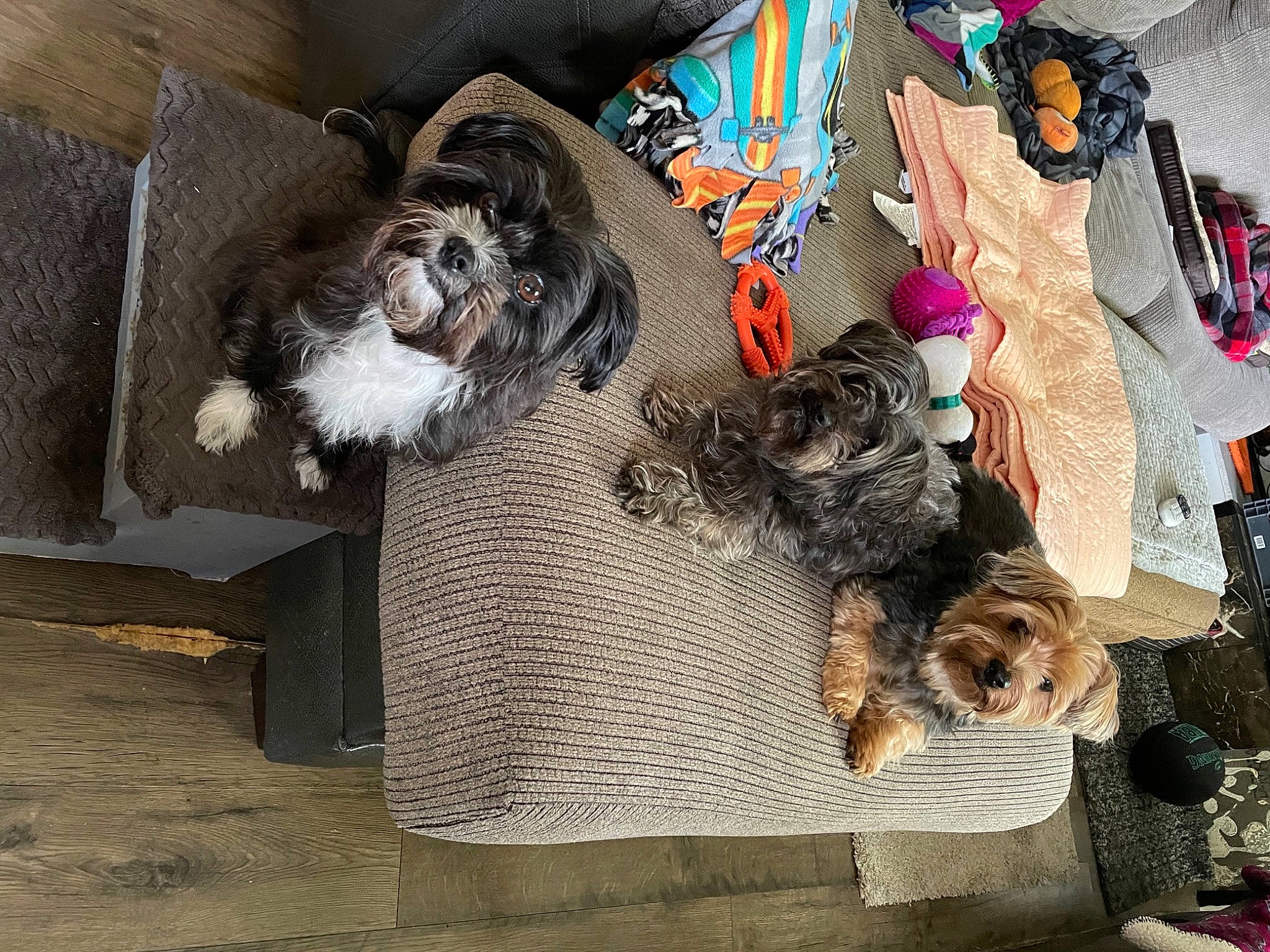 Linkavich joined the competition — help win amazing prizes! art, canidae, carnivore, comfort, companion_dog, dog, dog_breed, dog_supply, fashion_accessory, fawn, flooring, fur, hat, linens, pattern, pet_supply, room, sporting_group, stuffed_toy, working_animal