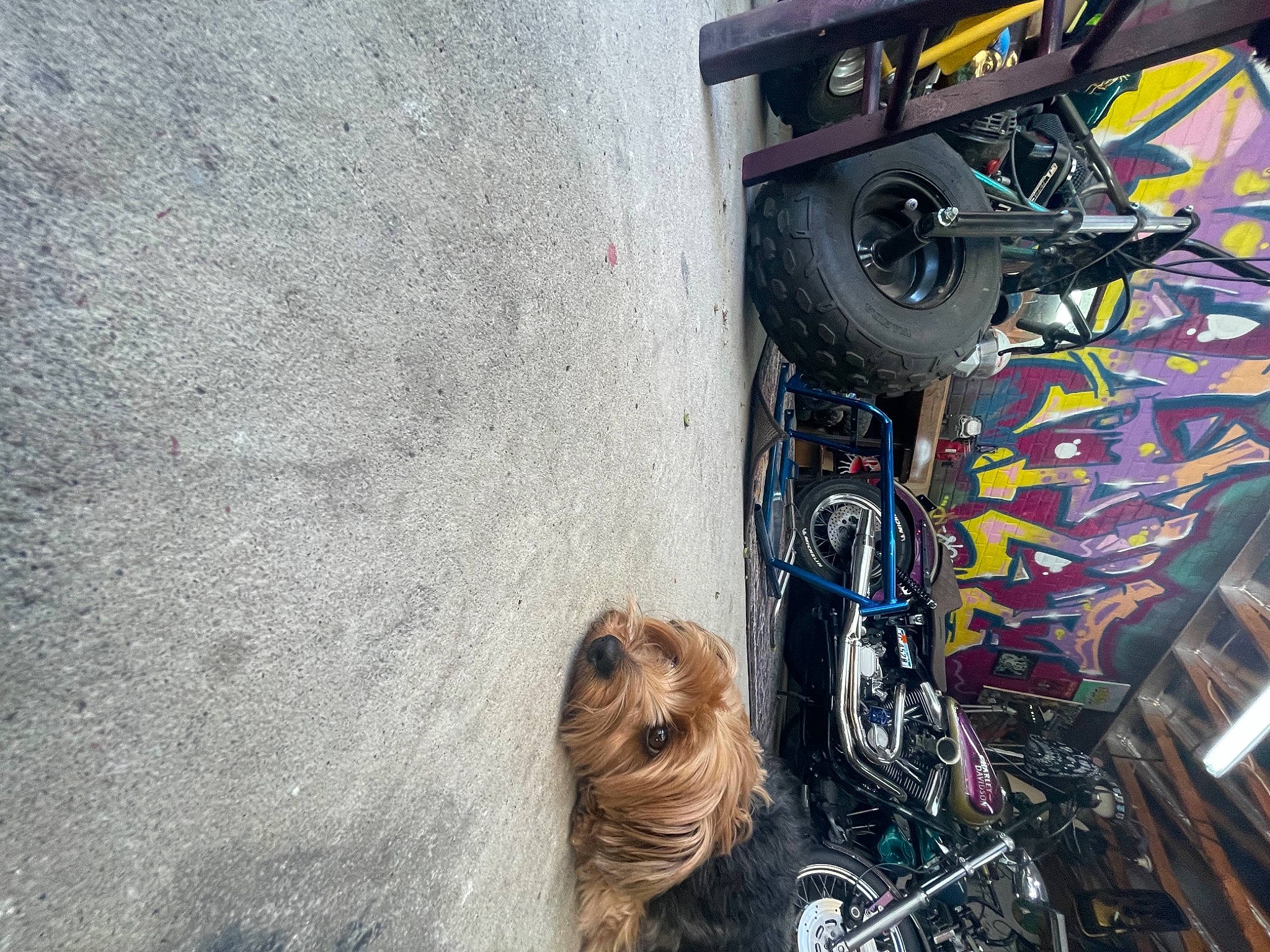 Linkavich is registered to the contest to win money with this photo: art, asphalt, automotive_design, automotive_tire, automotive_wheel_system, bicycle_tire, bicycle_wheel, electrical_wiring, land_vehicle, line, motor_vehicle, road_surface, synthetic_rubber, tire, tread, tree, vehicle, wall, wheel, wire