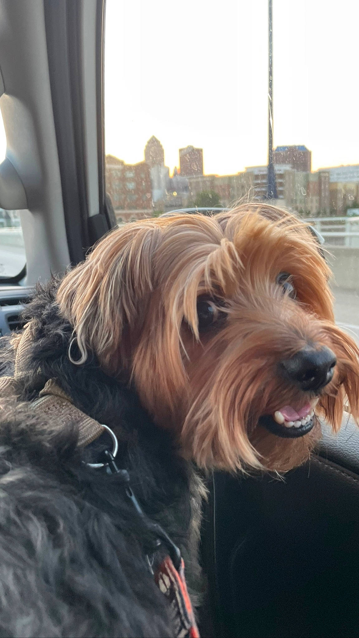 Linkavich is registered to the contest to win money with this photo: biewer_terrier, canidae, carnivore, collar, companion_dog, dog, dog_breed, dog_collar, dog_supply, fur, liver, metal, sitting, sky, small_terrier, snout, sporting_group, terrier, toy_dog, working_animal