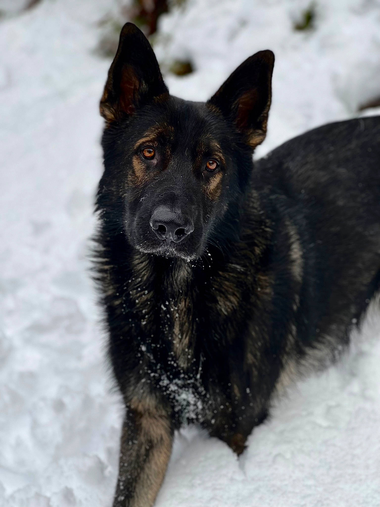 Zegan joined the competition — help win amazing prizes! ancient_dog_breeds, canidae, carnivore, dog, dog_breed, guard_dog, herding_dog, snow, sporting_group, winter, working_dog